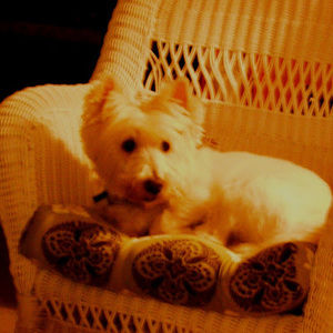 Meet your Posher, Patricia